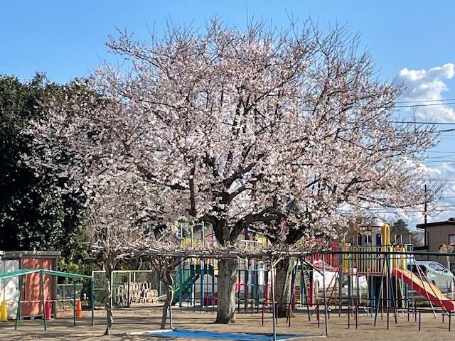 園庭の桜🌸