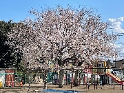 園庭の桜🌸